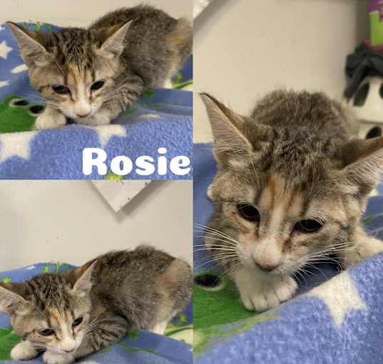 Photo of Rosie