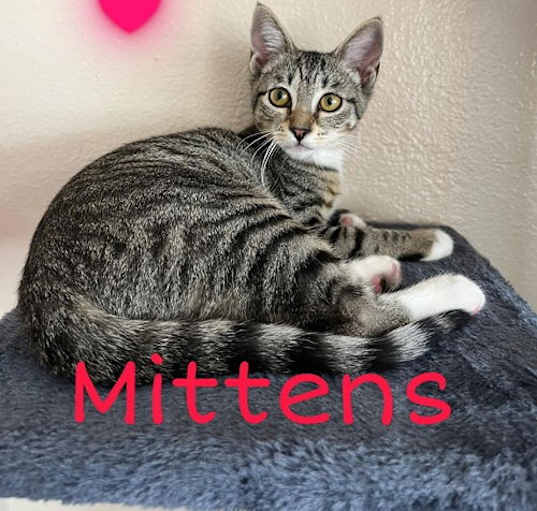 Photo of Mittens