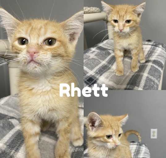 Photo of Rhett