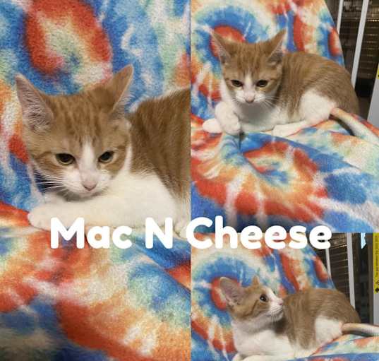 Photo of Mac N Cheese