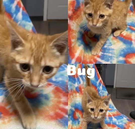 Photo of Bug