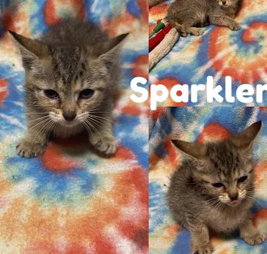 Photo of Sparkler