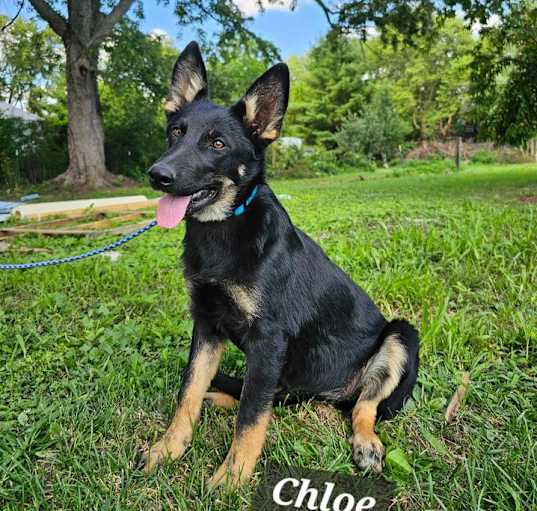 Photo of Chloe