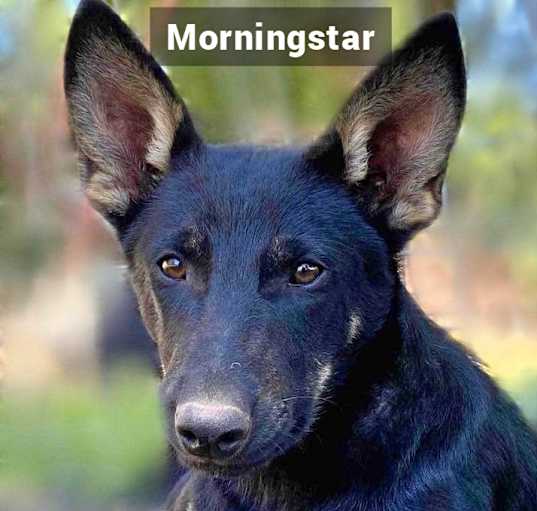 Photo of Morningstar