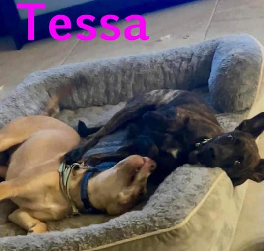 Photo of Tessa