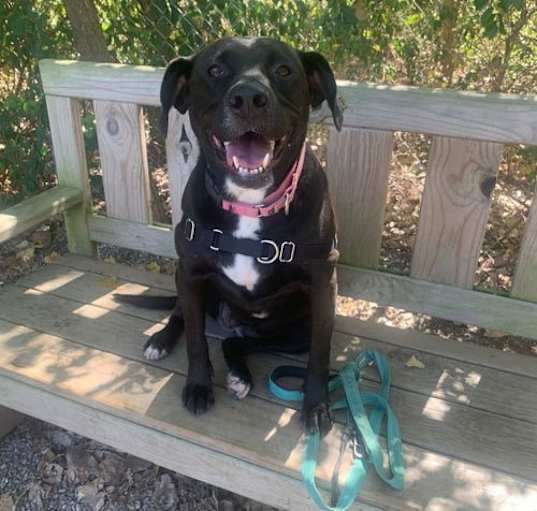 Photo of Bagheera