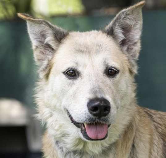 Photo of Samantha (Shotzy) (Cocoa Adoption Center)