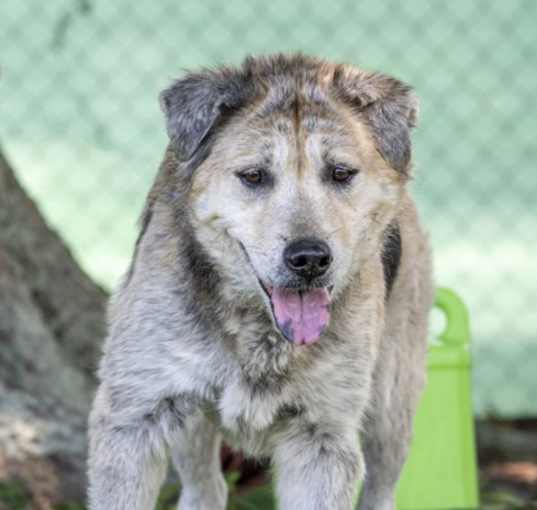 Photo of Murphy (Cocoa Adoption Center)