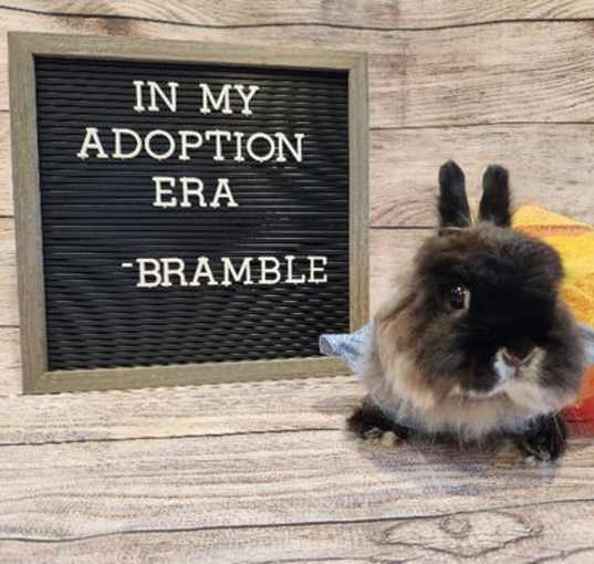 Photo of Bramble