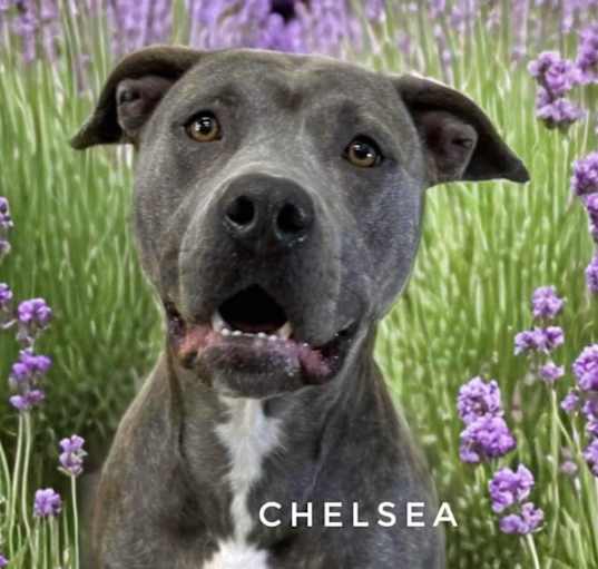 Photo of Chelsea