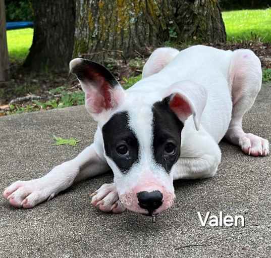 Photo of Valen