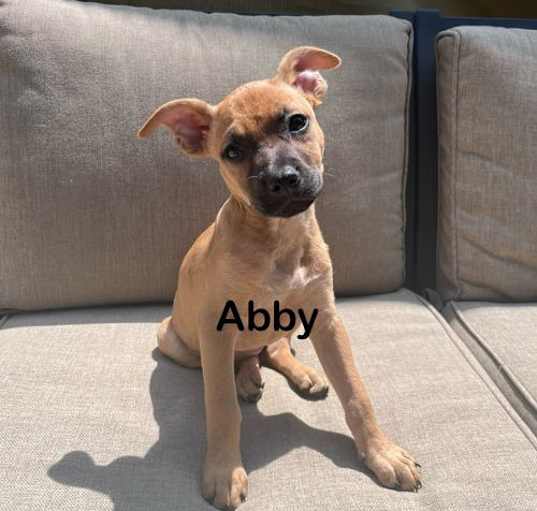 Photo of Abby