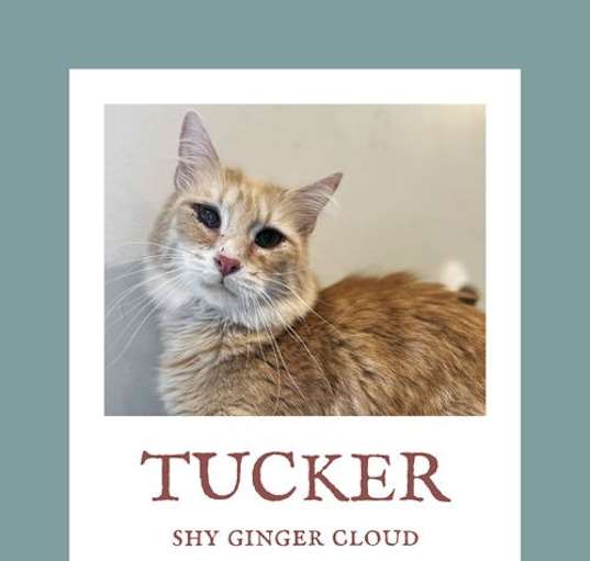 Photo of Tucker