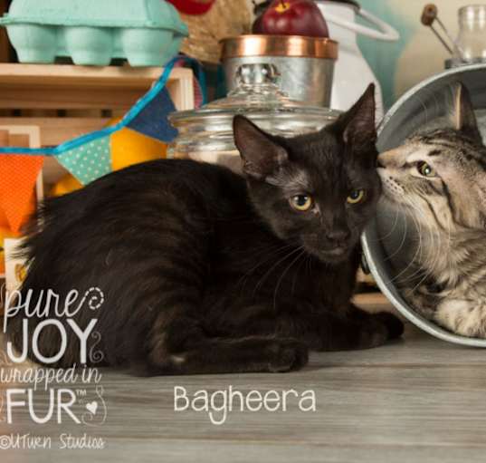 Photo of Bagheera