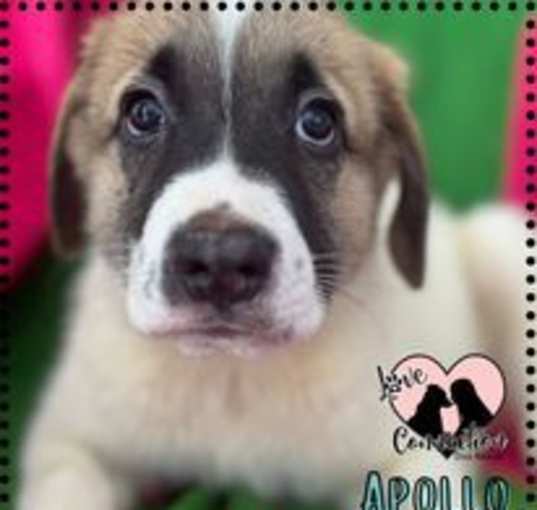 Photo of Apollo