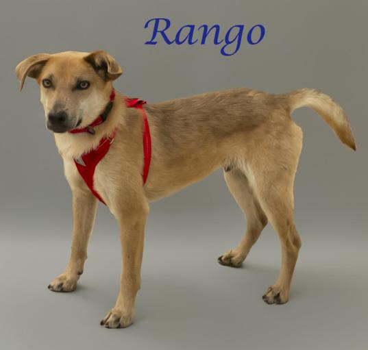 Photo of Rango (D24-062)