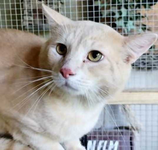 Photo of A-Peaches - Barn Cat