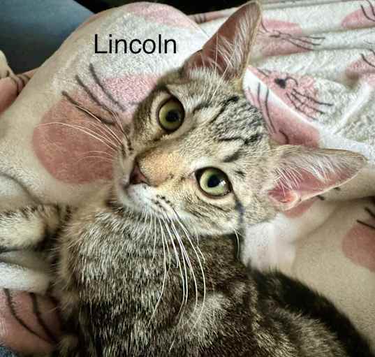 Photo of Lincoln