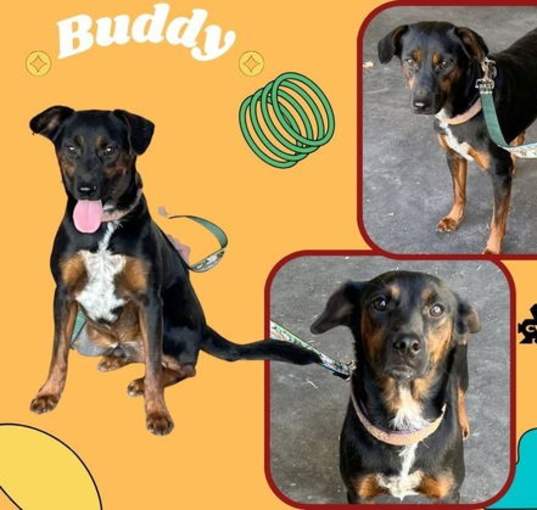 Photo of Buddy