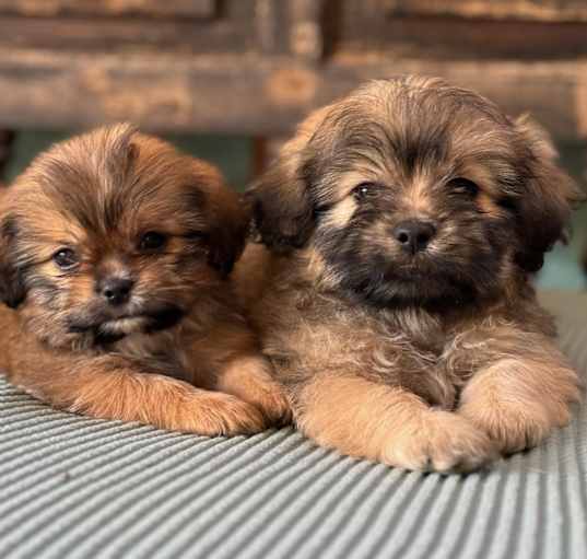 Photo of Lola's girls