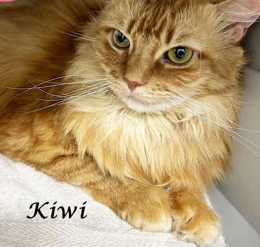 Photo of KIWI (adopt w/Momma Cat)