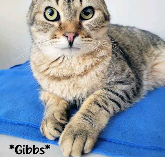 Photo of Gibbs