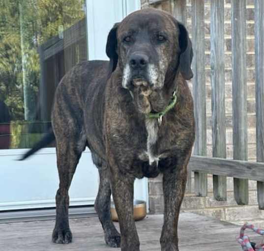 Photo of Hunter (9yo, 91lbs)