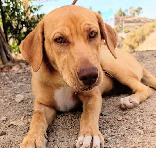 Photo of Lory