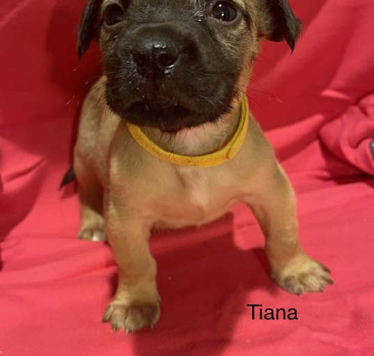 Photo of Vu Litter Tiana