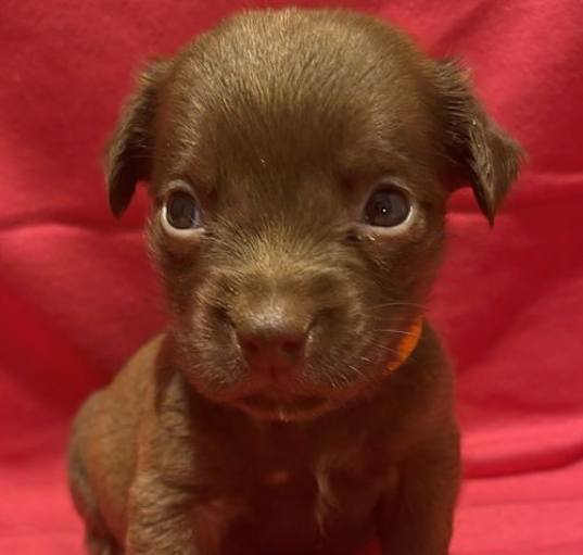 Photo of Vu Litter﻿ Piglet - ADOPTION PENDING