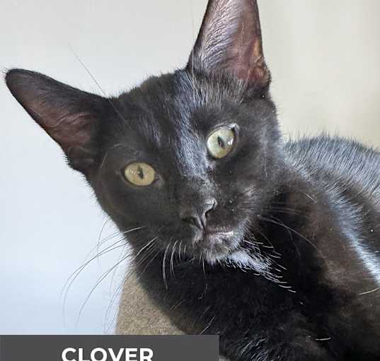 Photo of Clover