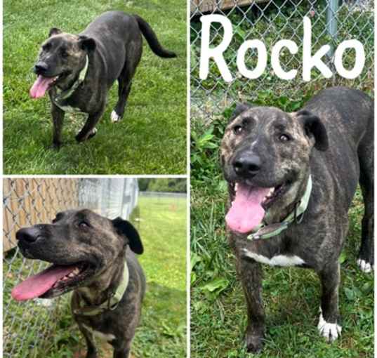 Photo of Rocko