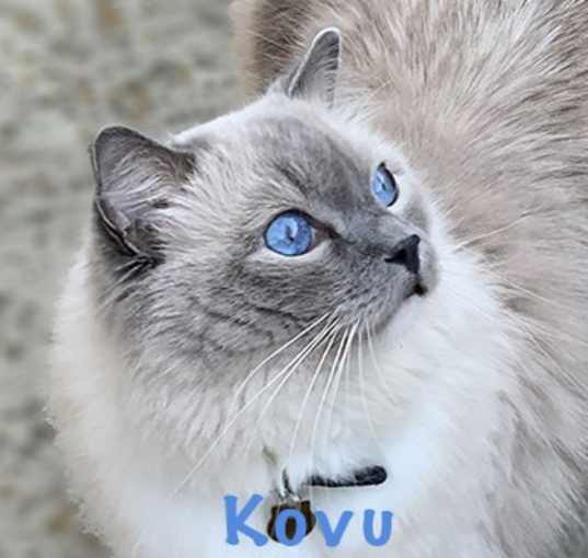 Photo of Kovu