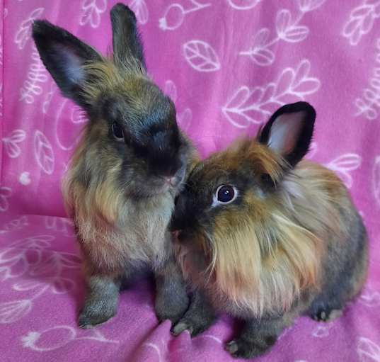 Photo of Kit Kat & Miss Fluffington