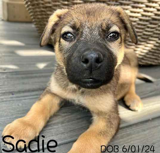 Photo of Sadie