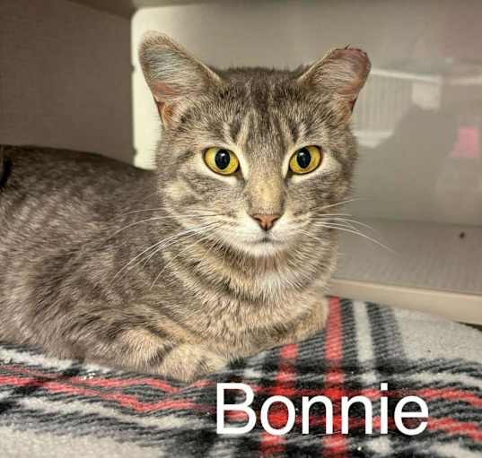 Photo of Bonnie *Meet me at Eagan Petsmart*