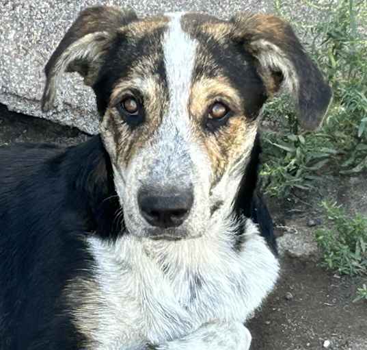 Photo of Colorado Puppy A