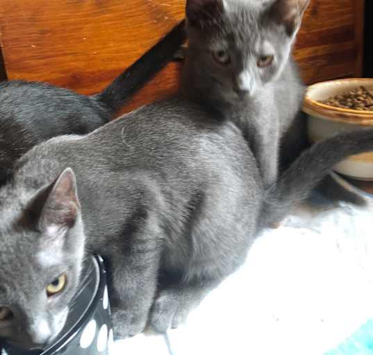 Photo of Nebula (w/ Astra)