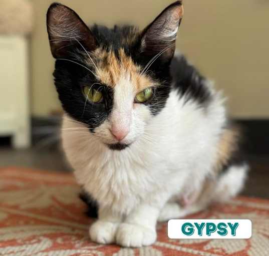 Photo of Gypsy