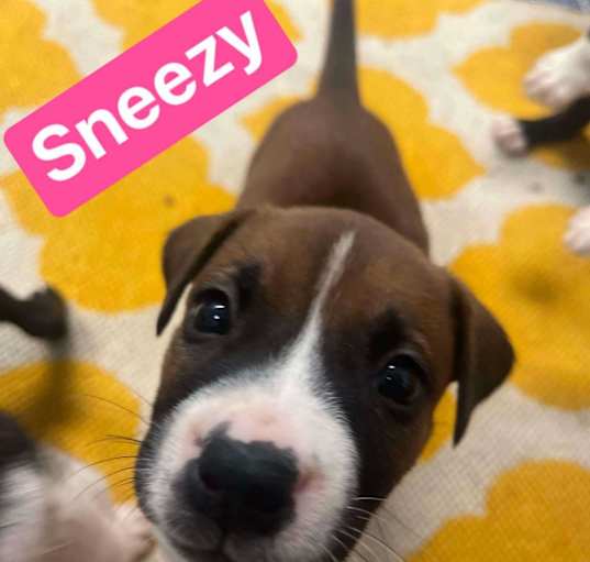 Photo of Sneezy