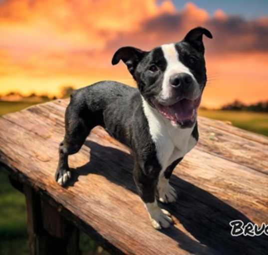 Photo of Bruce
