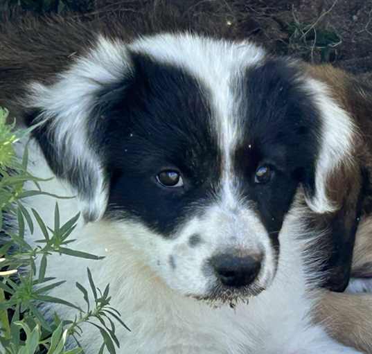 Photo of Colorado Puppy 2