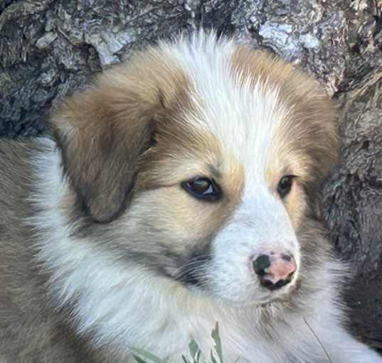 Photo of Colorado Puppy 3