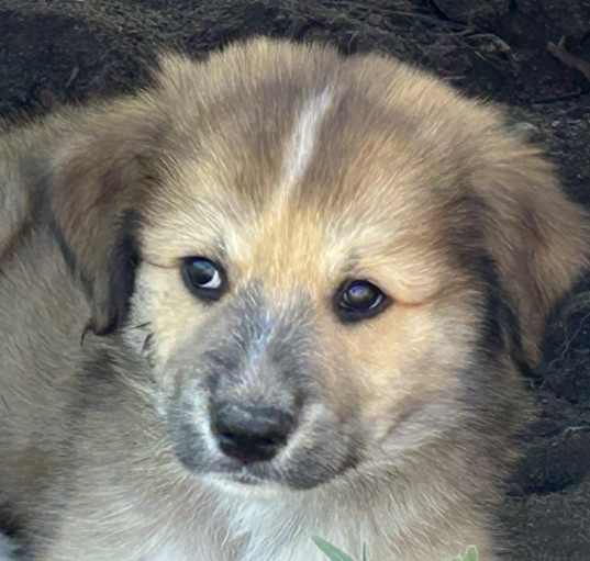 Photo of Colorado Puppy 4