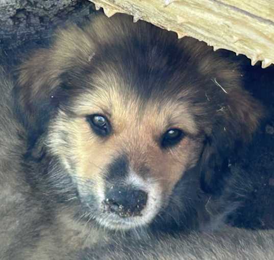 Photo of Colorado Puppy 5