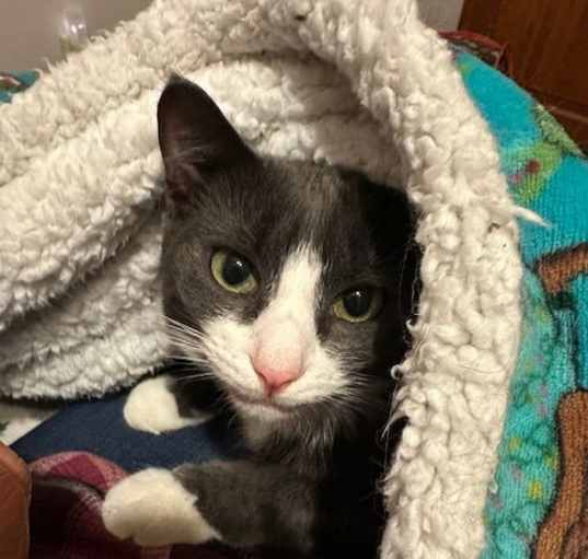 Photo of Petey