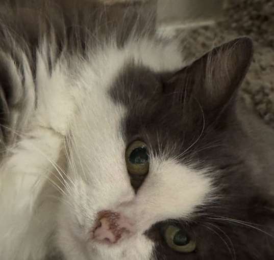 Photo of Pearl - Sponsored by Alison W.