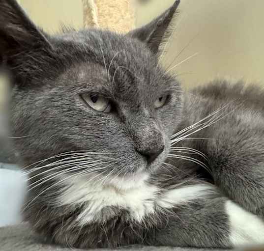 Photo of Gracie - Sponsored by Alison W.