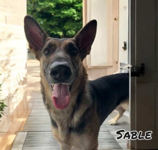 Photo of Sable