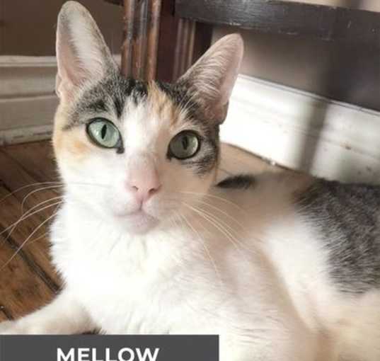 Photo of Mellow